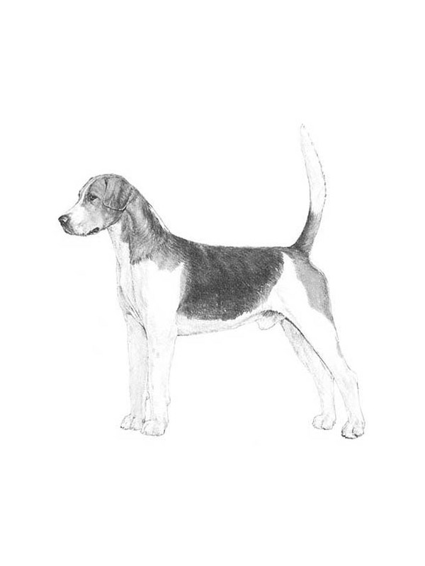 Safe English Foxhound in Homestead, FL