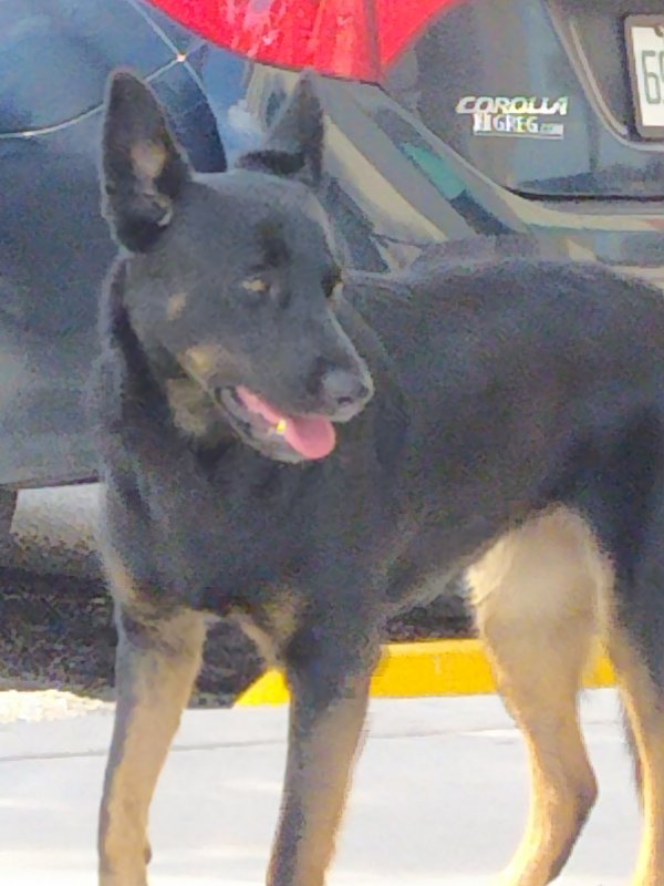 Found German Shepherd Dog in Florida