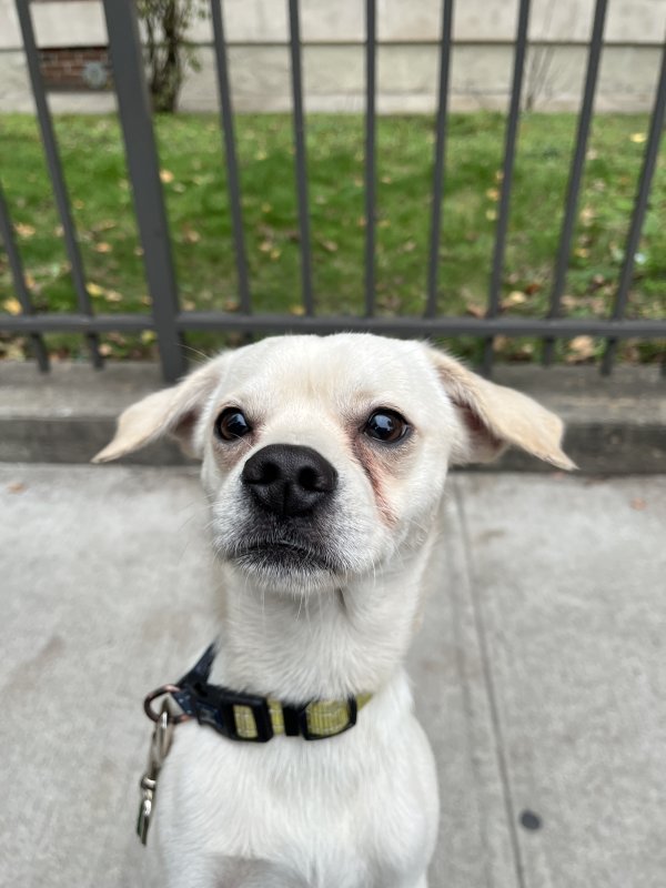 Found Chihuahua in Brooklyn, New York