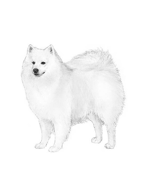Safe American Eskimo Dog in Reynoldsburg, OH