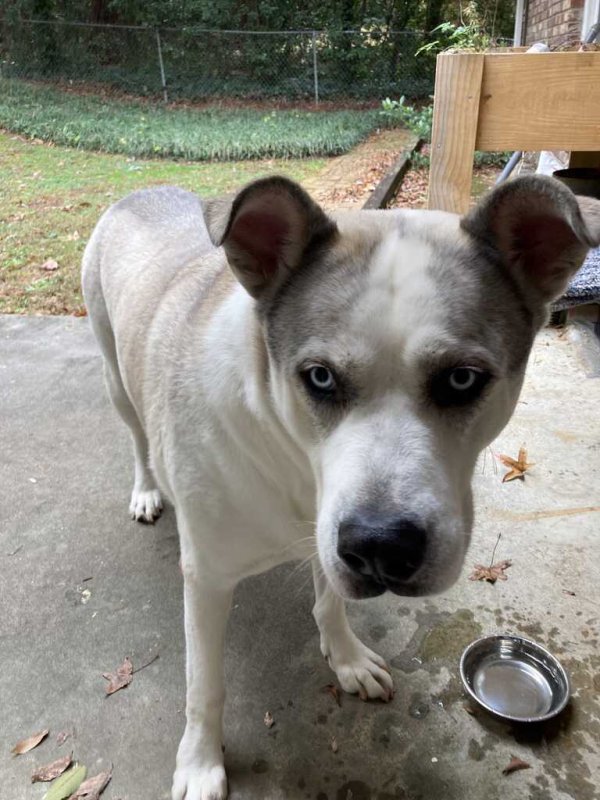 Found Dog in Atlanta, GA