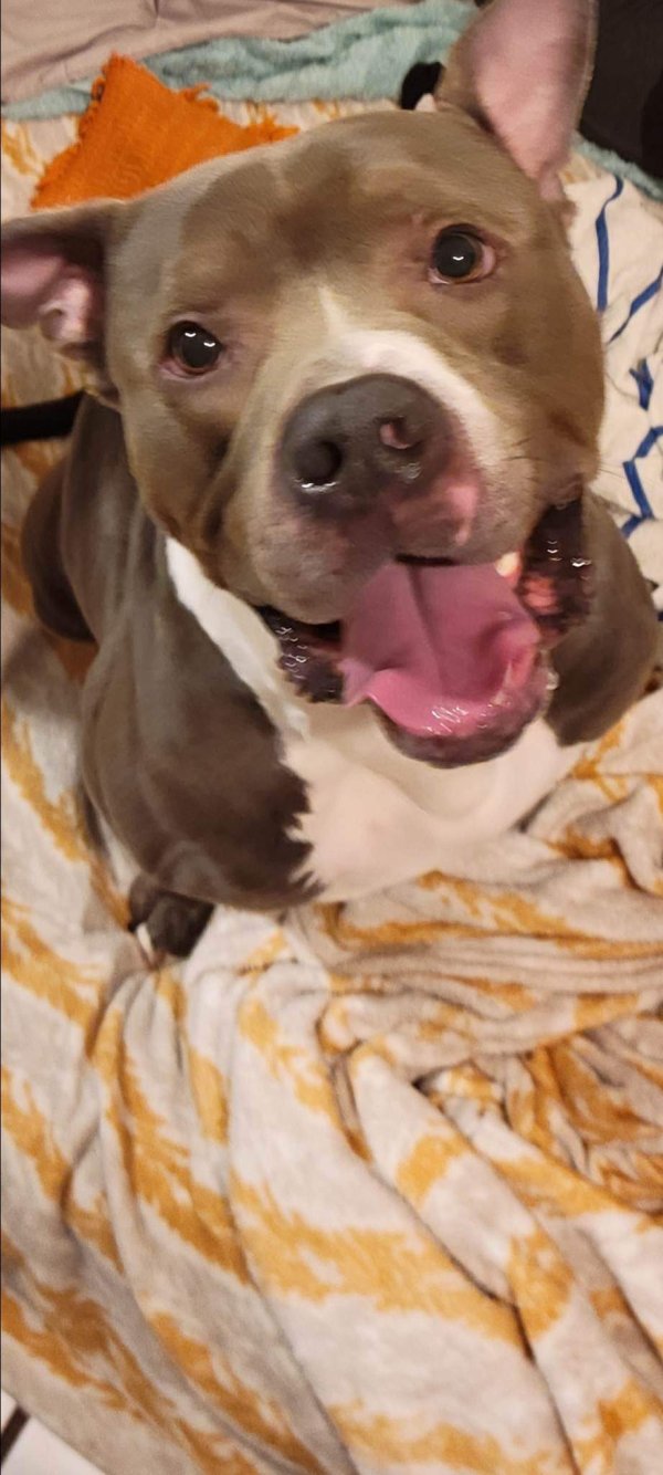 Safe Pit Bull in Lake Worth, FL