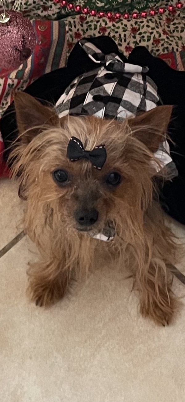 Lost Yorkshire Terrier in South Carolina