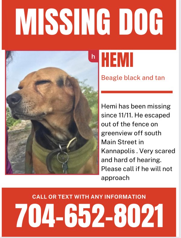 Safe Beagle in China Grove, NC
