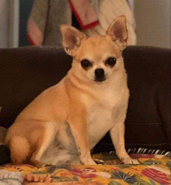 Lost Chihuahua in Indiana