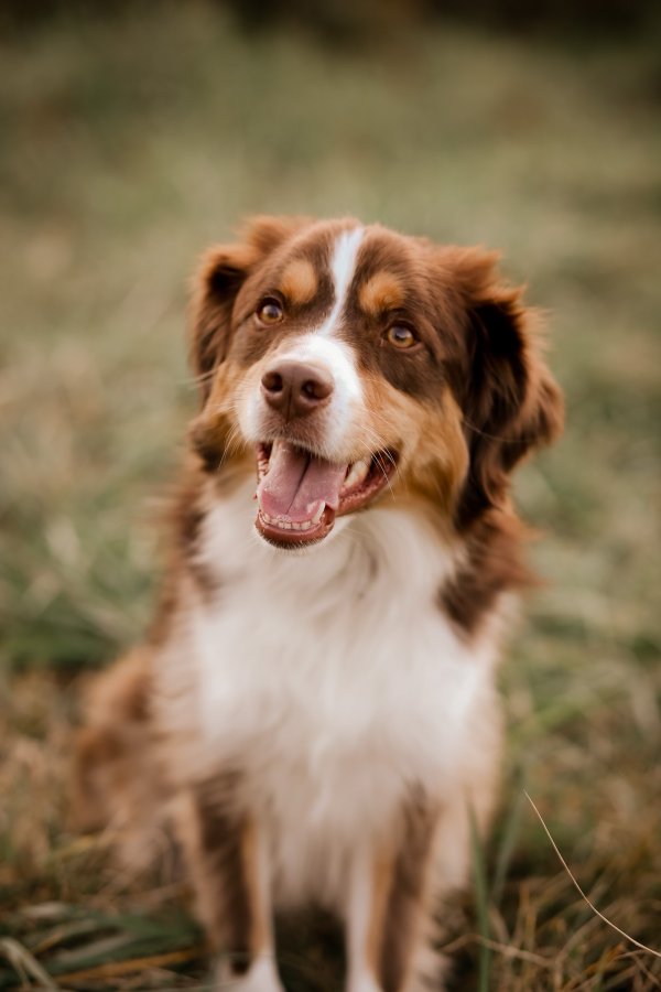 Safe Australian Shepherd in La Plata, MD