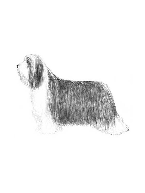 Lost Bearded Collie in Ohio