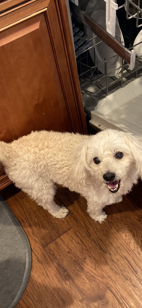 Found Poodle in California