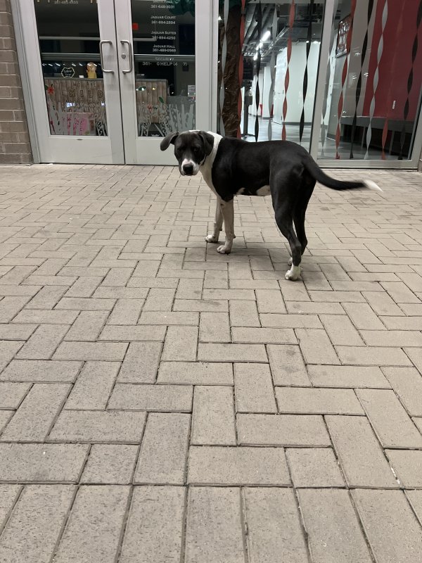 Safe Dog in Victoria, TX