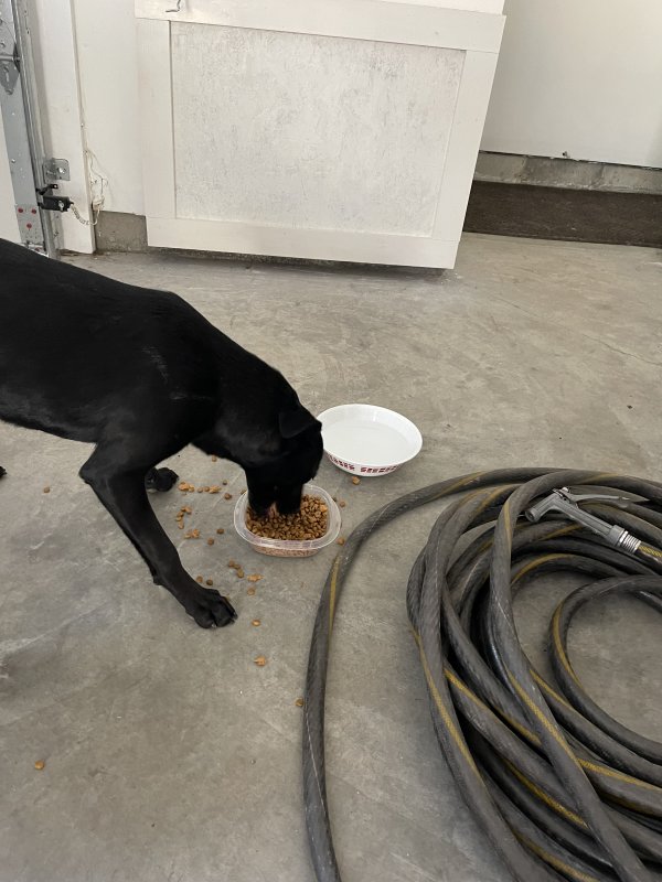 Safe Labrador Retriever in Kimmswick, MO