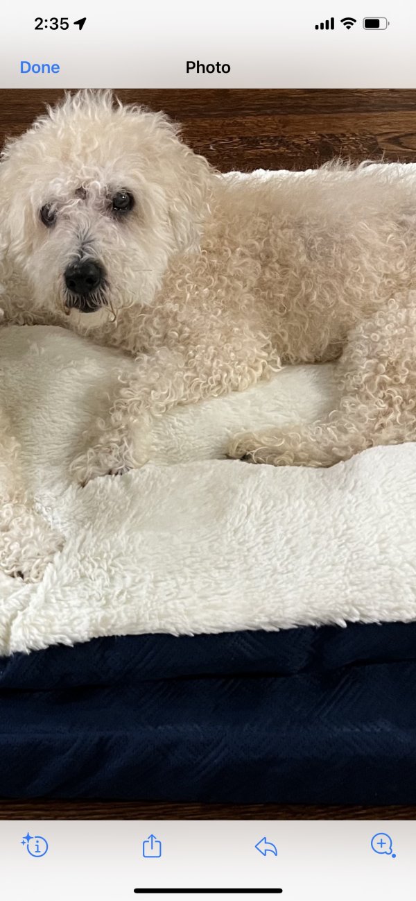 Safe Bichon Frise in Roswell, GA