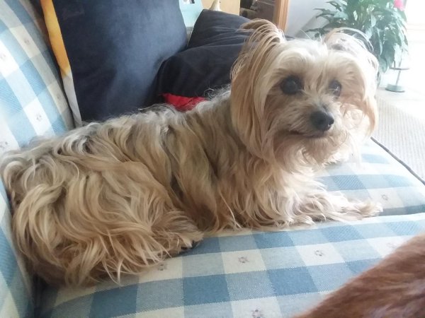 Lost Yorkshire Terrier in Tennessee