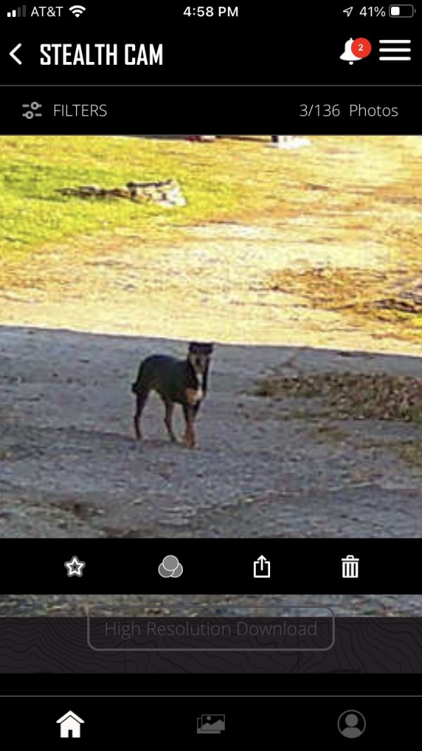Found Dog in Spring Grove, PA US