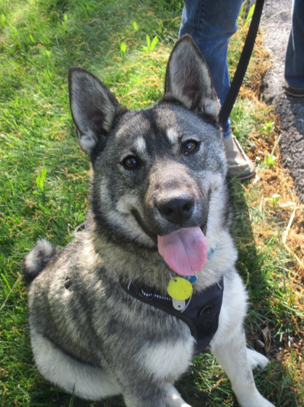 Safe Norwegian Elkhound in Asheville, NC