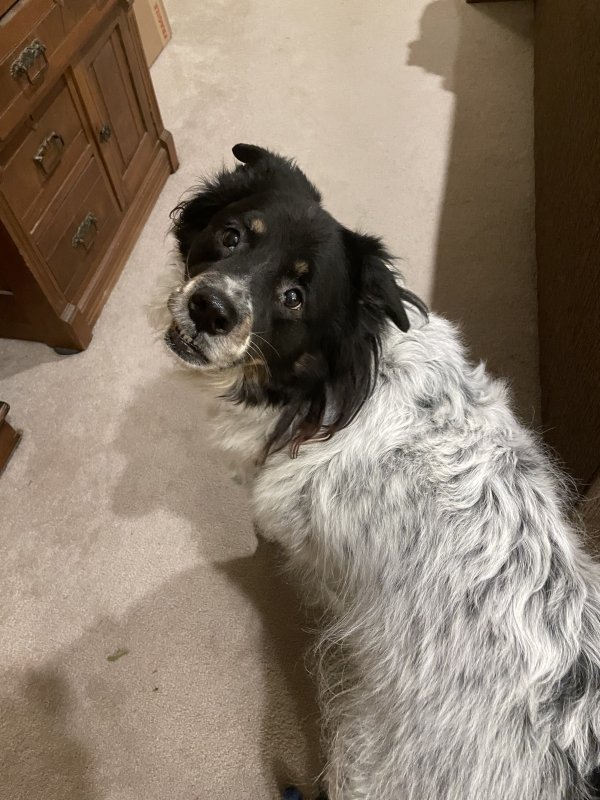 Safe Australian Shepherd in Plano, TX
