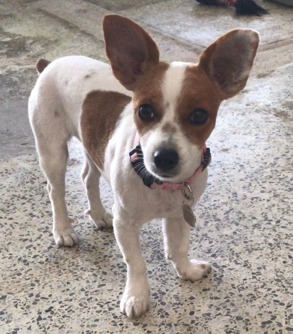 Safe Jack Russell Terrier in Miami, FL