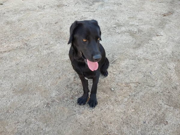 Found Labrador Retriever in Riverside, California