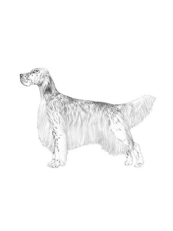 Found English Setter in Texas