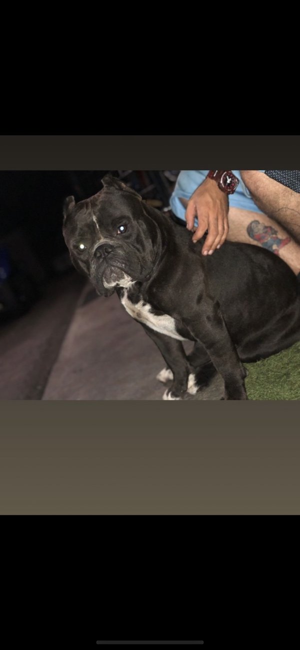Safe American Bulldog in Miami, FL
