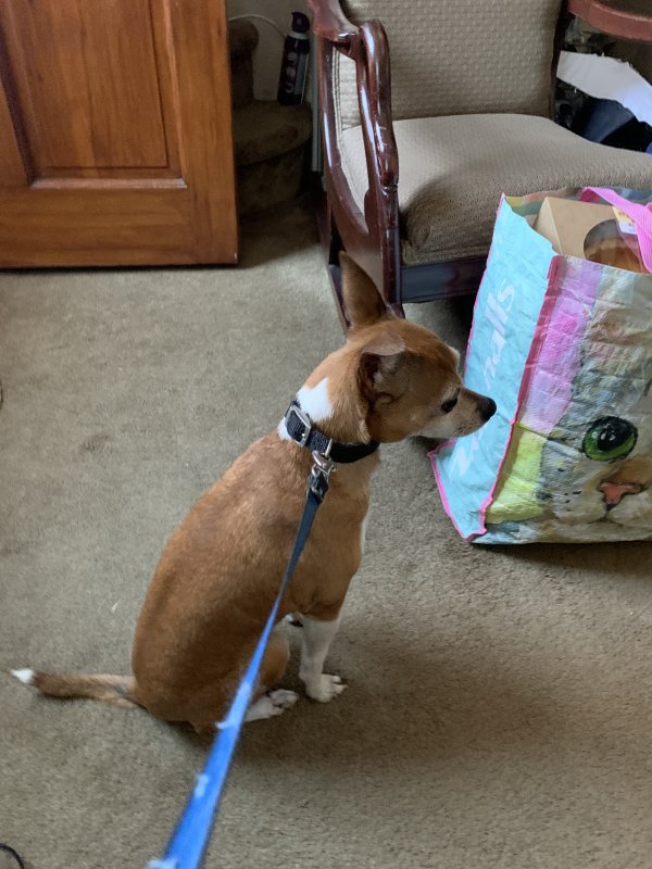 Found Chihuahua in Silver Spring, MD US