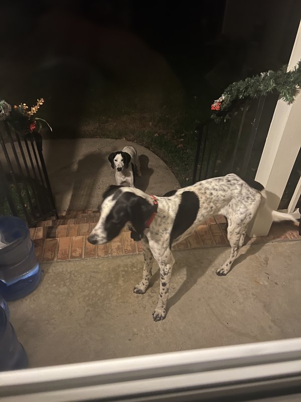 Found Whippet in Virginia