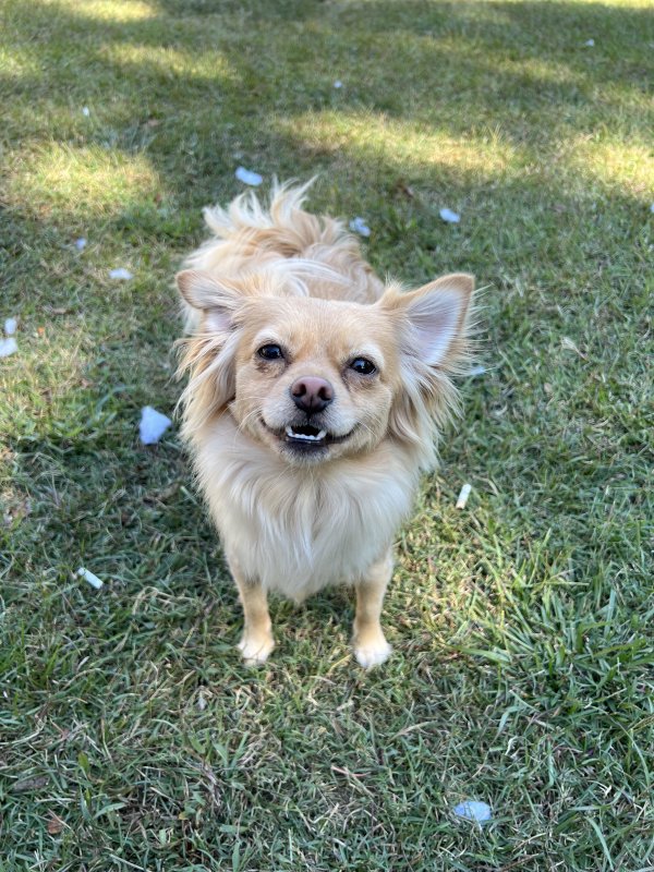 Lost Chihuahua in North Carolina