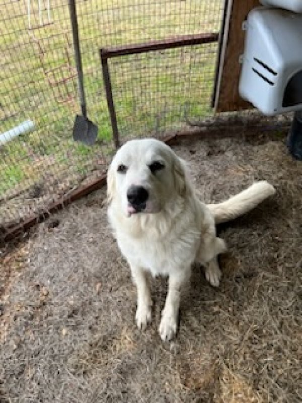 Safe Great Pyrenees in Valley View, TX