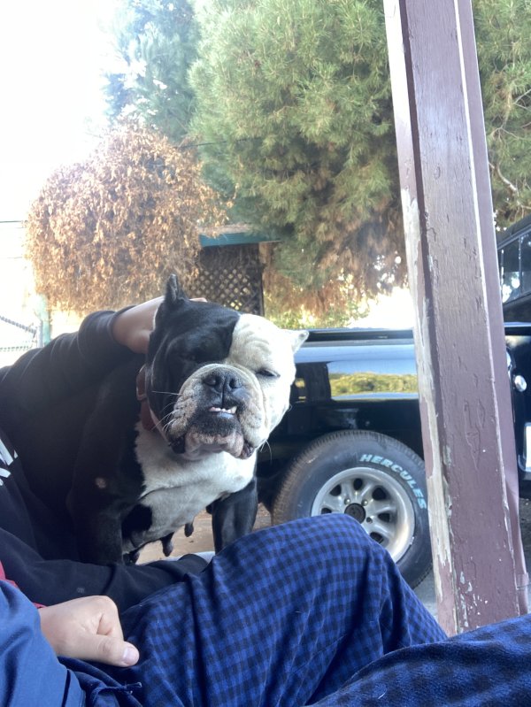 Found American Bulldog in California