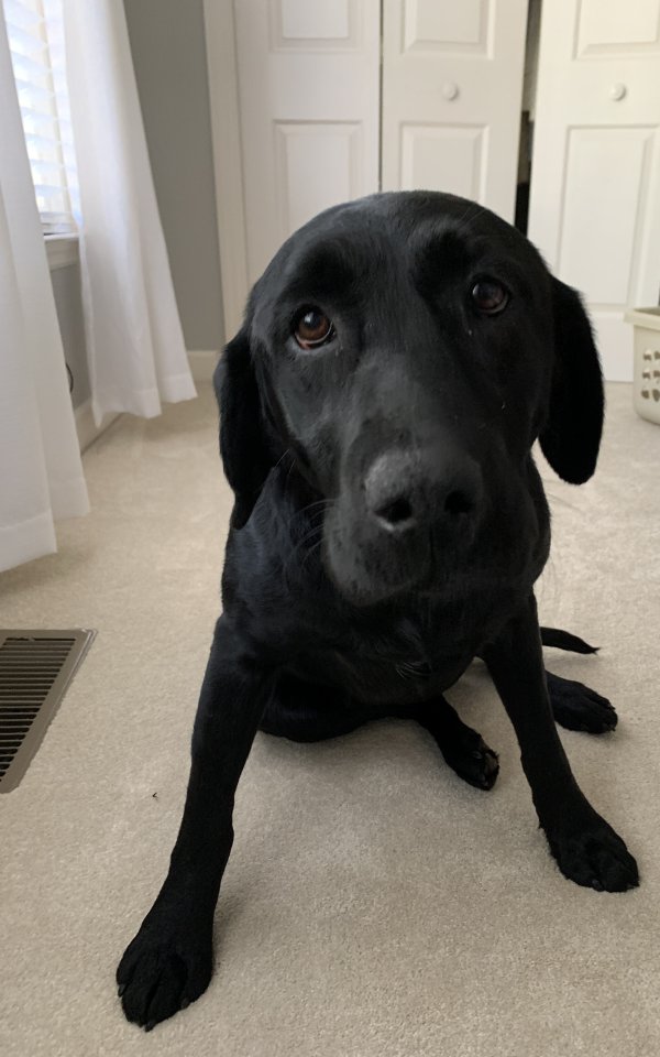 Found Labrador Retriever in Georgia