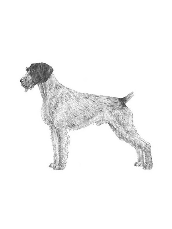 Lost German Wirehaired Pointer in Kentucky