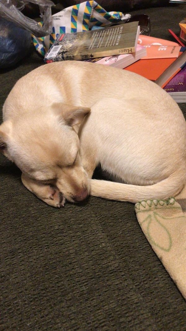 Found Chihuahua in Houston, Texas