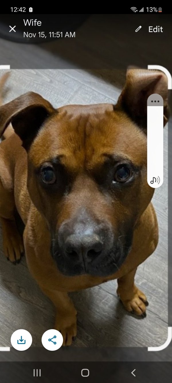 Safe Pit Bull in Concord, NC