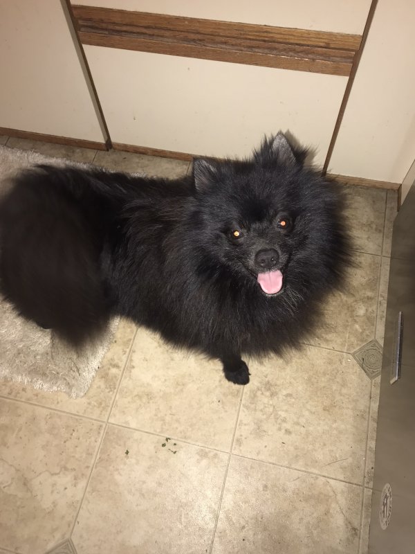 Found Pomeranian in Georgia