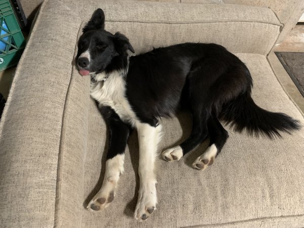 Safe Border Collie in Lyons, CO