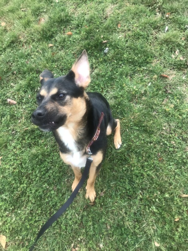 Found German Shepherd Dog in Akron, OH