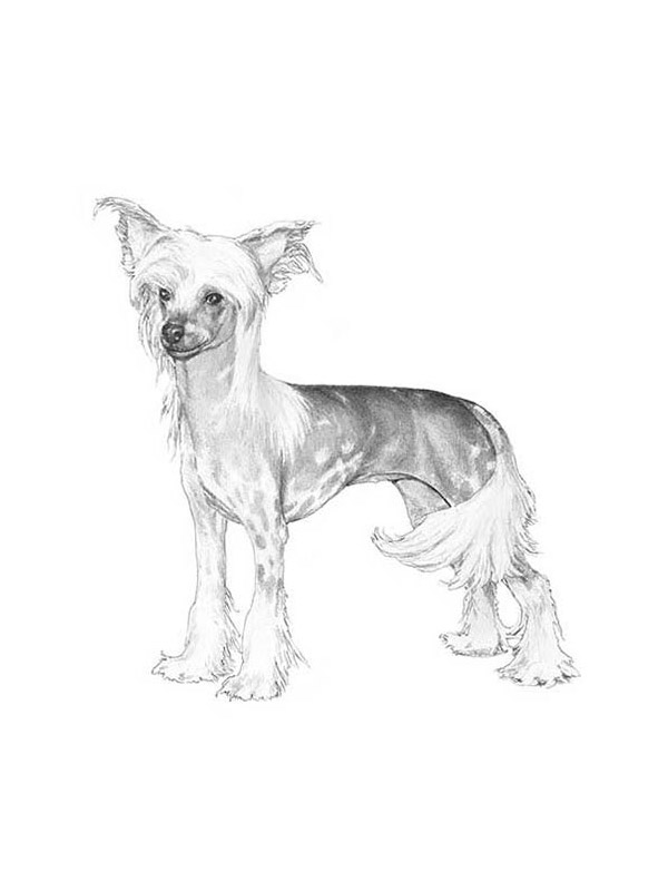 Safe Chinese Crested in Saint Petersburg, FL