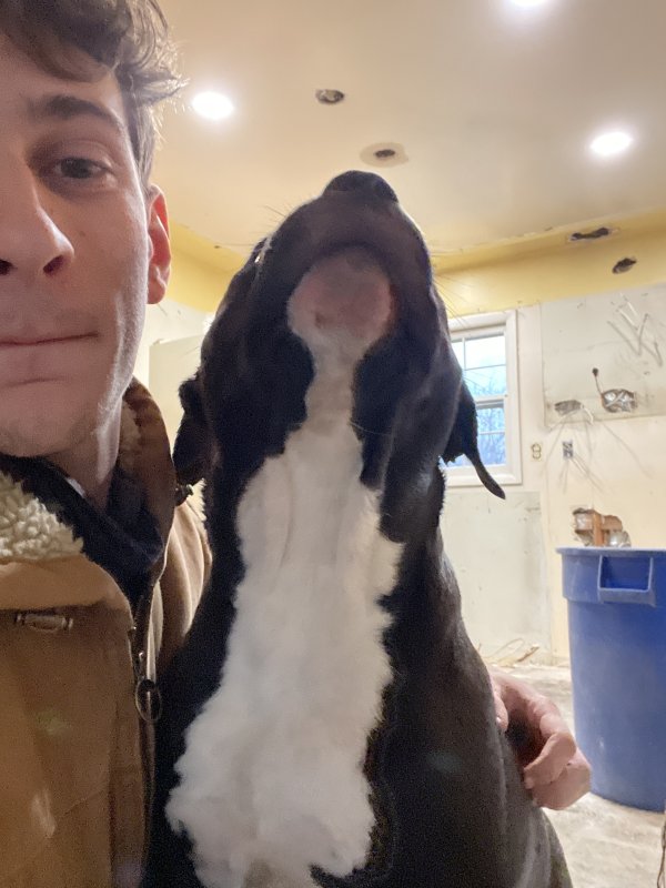 Safe Pit Bull in Gambrills, MD