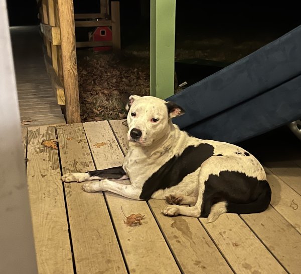 Found Pit Bull in Indianapolis, Indiana