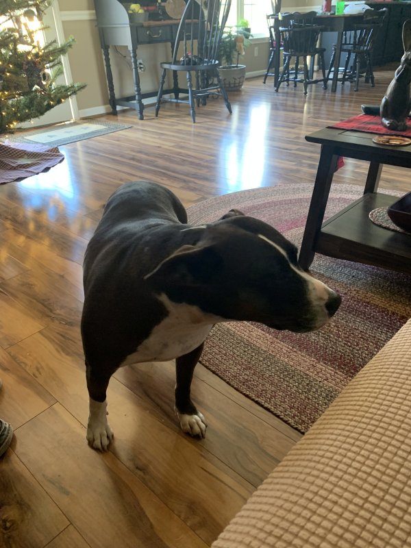 Safe Pit Bull in Lexington, NC