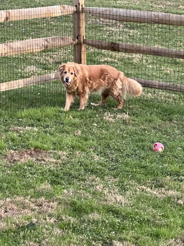 Safe Golden Retriever in West Chester, PA