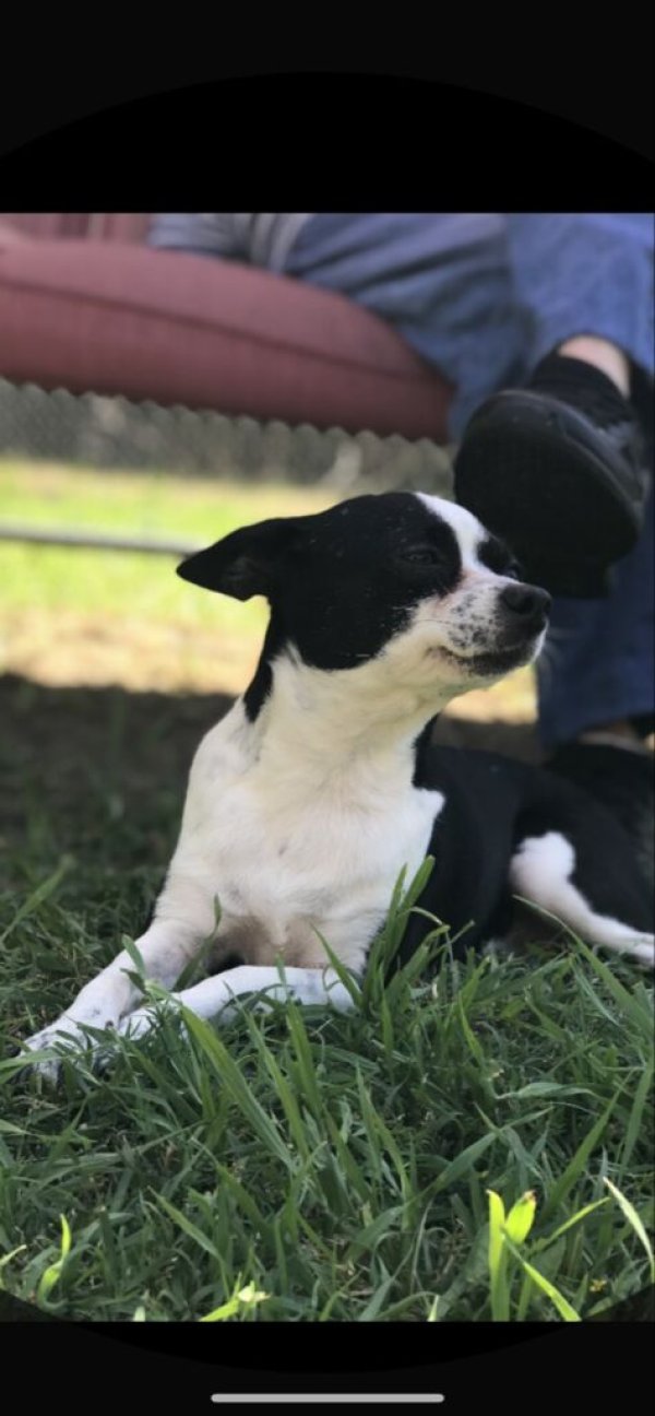 Safe Jack Russell Terrier in Frisco, TX