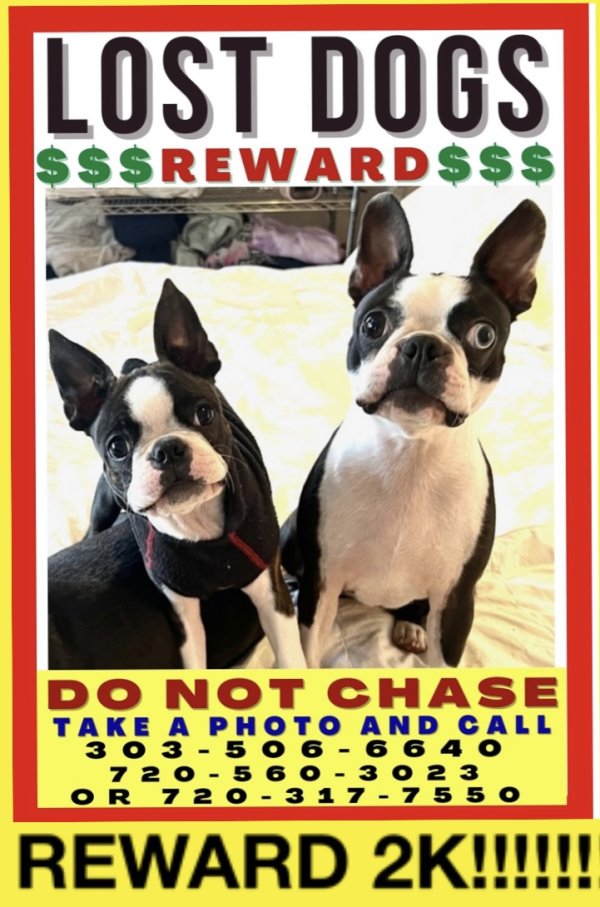 Lost Boston Terrier 
