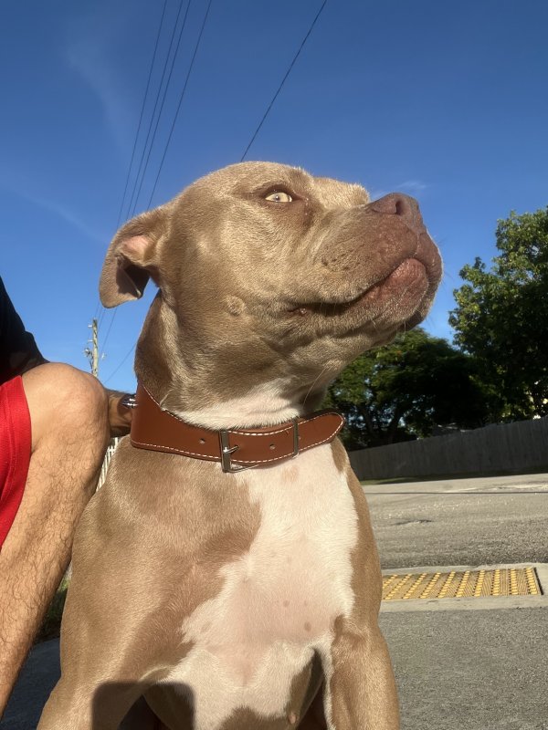 Safe Pit Bull in Miami, FL