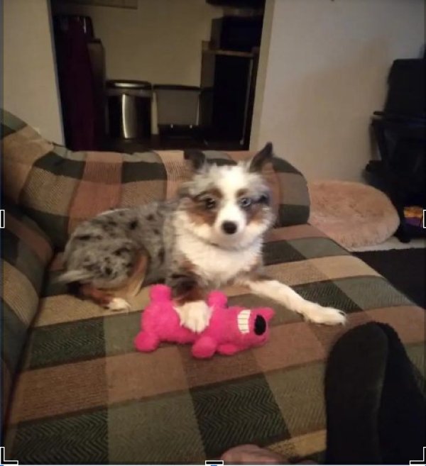 Safe Australian Shepherd in Summerville, SC
