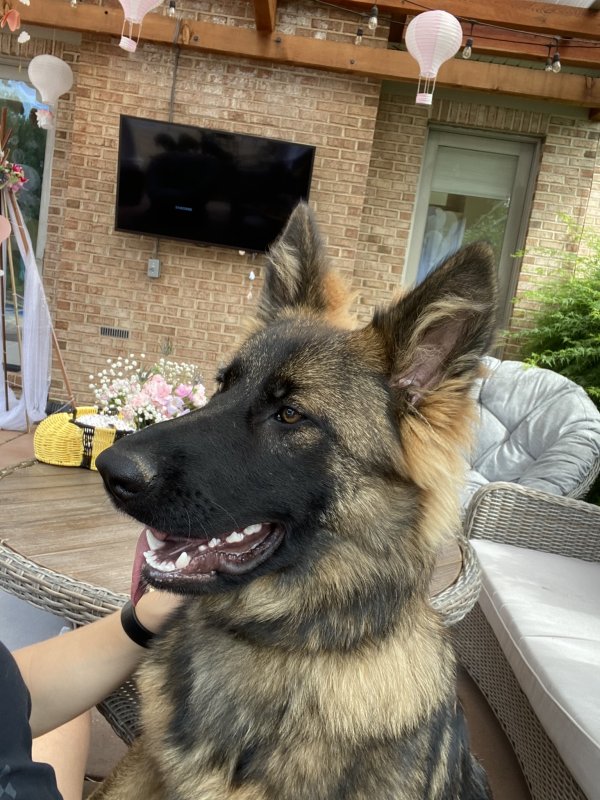 Lost German Shepherd Dog in Highland, MD
