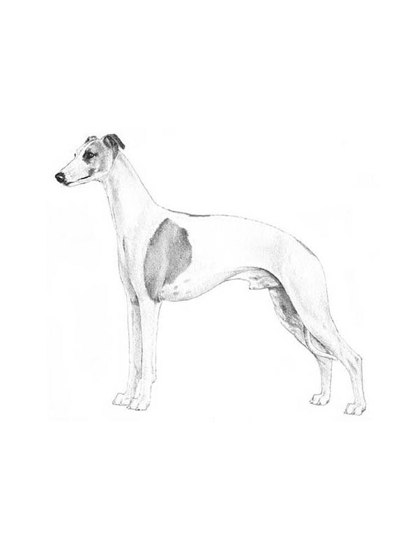 Lost Whippet in North Port, FL