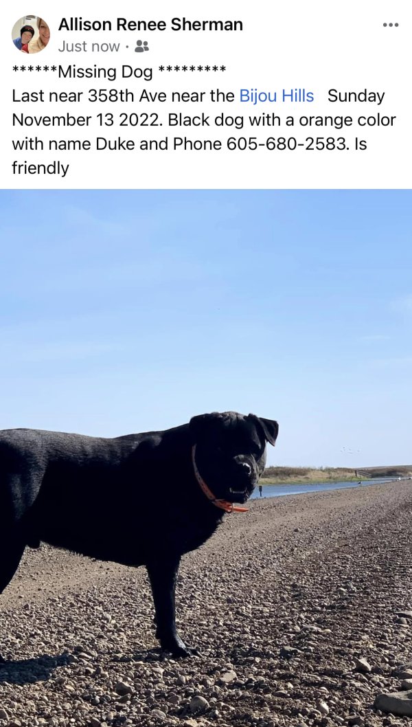 Safe Dog in Platte, SD
