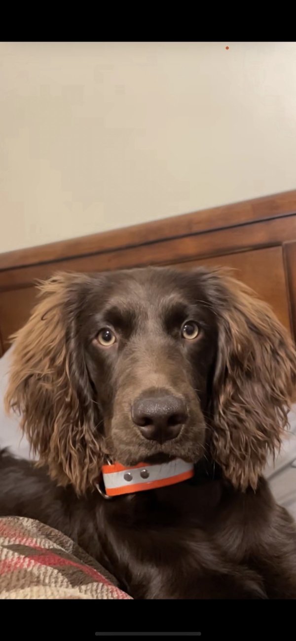 Safe Boykin Spaniel in Loganville, GA