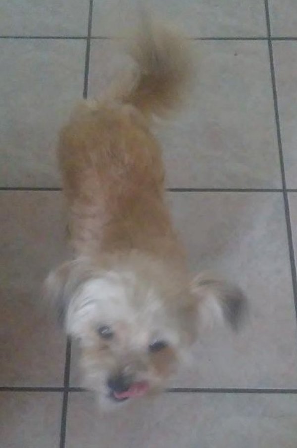 Safe Maltese in Kissimmee, FL