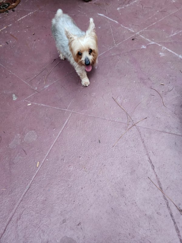 Safe Yorkshire Terrier in Lutz, FL